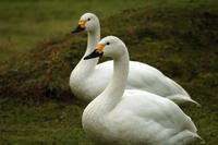 ...A pair of Bewick's swans standing on the grass. Their beaks show the distinctive yellow markings