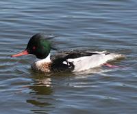 Red-Breasted Merganser (Mergus serrator)