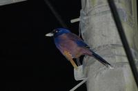 Lidth's Jay Garrulus lidthi