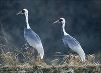 White-naped Crane Grus vipeo 재두루미