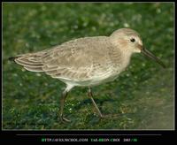 Dunlin Calidris alpina 민물도요