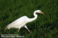 Fig. 11. Great Egret : 대백로