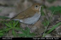 Veery - Ohio