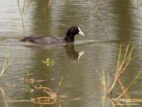 Eurasian Coot