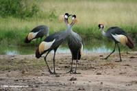 Pair of Grey crowned cranes