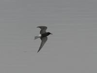 Black Tern (Chlidonias niger)