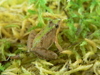 : Acris gryllus; Southern Cricket Frog