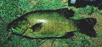 Smallmouth Bass Micropterus dolomieui