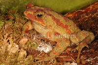 : Bufo coniferus