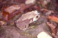 : Bufo noellerti; Noellert`s Toad
