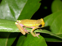 : Dendropsophus bifurcus