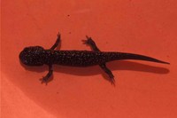 : Hynobius kimurae