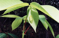 : Hypsiboas albomarginatus