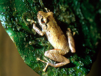 : Pristimantis ridens; Rio San Juan Robber Frog