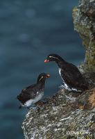 : Aethia psittacula; Parakeet Auklet