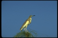 : Ardeola ralloides; Squacco Heron