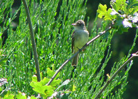 : Empidonax traillii; Willow Flycatcher