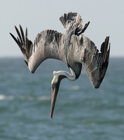 : Pelecanus occidentalis californicus; Brown Pelican