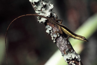 : Anolis pulchellus; Grass Anole