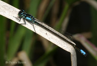 : Ischnura cervula; Pacific Forktail