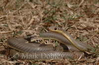 : Psammophis mossambicus; Mozambique Sandsnake