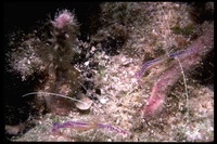 : Periclimenes pedersoni; Pederson Cleaner Shrimp