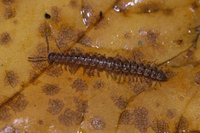: Scytonotus bergrothi; Millipede