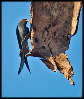 Ashy Drongo
