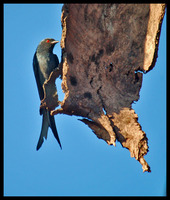 Ashy Drongo