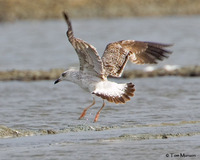Heuglinii Gull