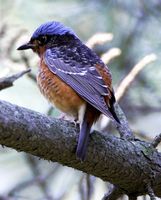 White-throated Rock Thrush » Monticola gularis