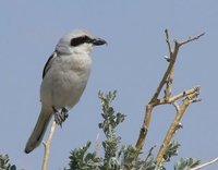 Adult Saxaul Grey Shrike. Photos © A. Braunlich