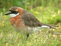 왕눈물떼새  Charadrius mongolus | Mongolian plover