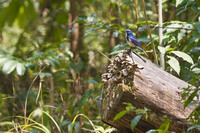 Orange-flanked Bush-robin (Tarsiger cyanurus)