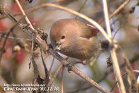 Fig. 11. Vinousthroated Parrotbill : 붉은머리오목눈이