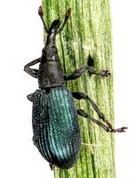 Perapion violaceum