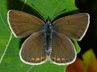 Polyommatus amandus - Amandas Blue