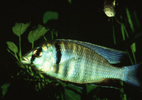 Placidochromis electra, Deep water hap: aquarium