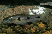 Barbus trispilos, :