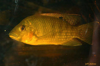 Tilapia busumana, : aquarium