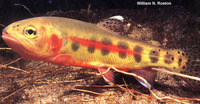 Oncorhynchus aguabonita, Golden trout: gamefish