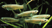 Fundulus sciadicus, Plains topminnow: