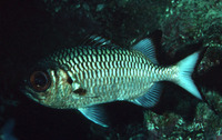 Myripristis adusta, Shadowfin soldierfish: fisheries