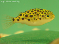 Tetraodon nigroviridis, Spotted green pufferfish: aquarium, bait