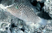 Canthigaster jactator, Hawaiian whitespotted toby: aquarium