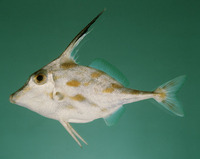 Pseudotriacanthus strigilifer, Long-spined tripodfish: fisheries