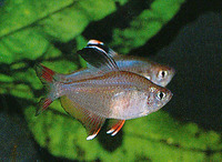 Hyphessobrycon rosaceus, Rosy tetra: aquarium