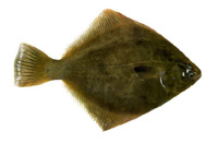 Rhombosolea plebeia, New Zealand flounder: fisheries, gamefish