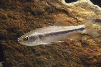 Candidia barbatus, :