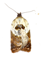 Acleris variegana - Garden Rose Tortrix